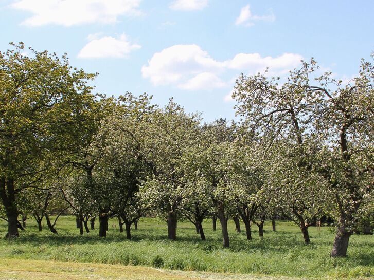 Mehr lesen zu „Bio-Safthersteller Voelkel ist Aussteller und Sponsor“
